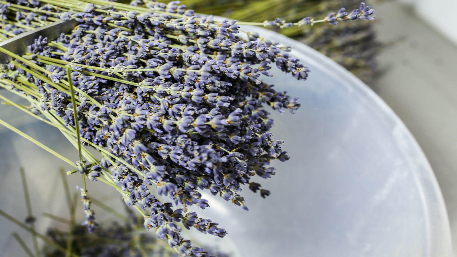 Lavender: under French skies