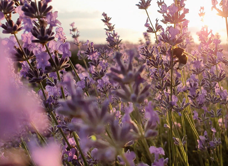 Does lavender help you sleep? Lush South Africa