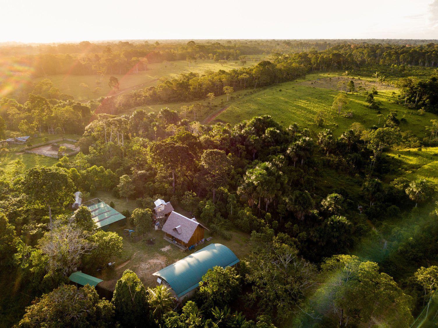 Saving the rainforest one tonka bean at a time Lush South Africa
