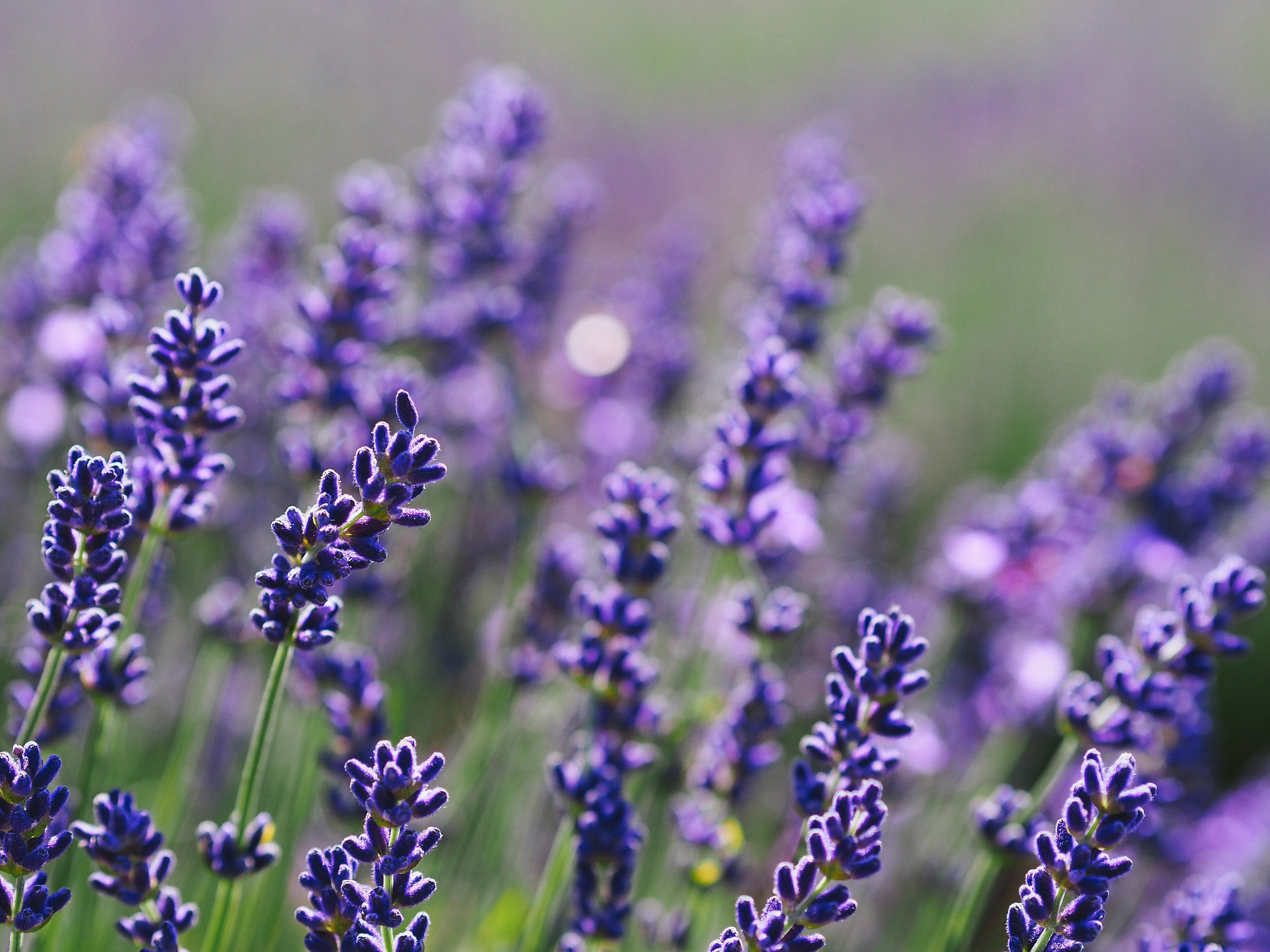 Floral – Lush South Africa