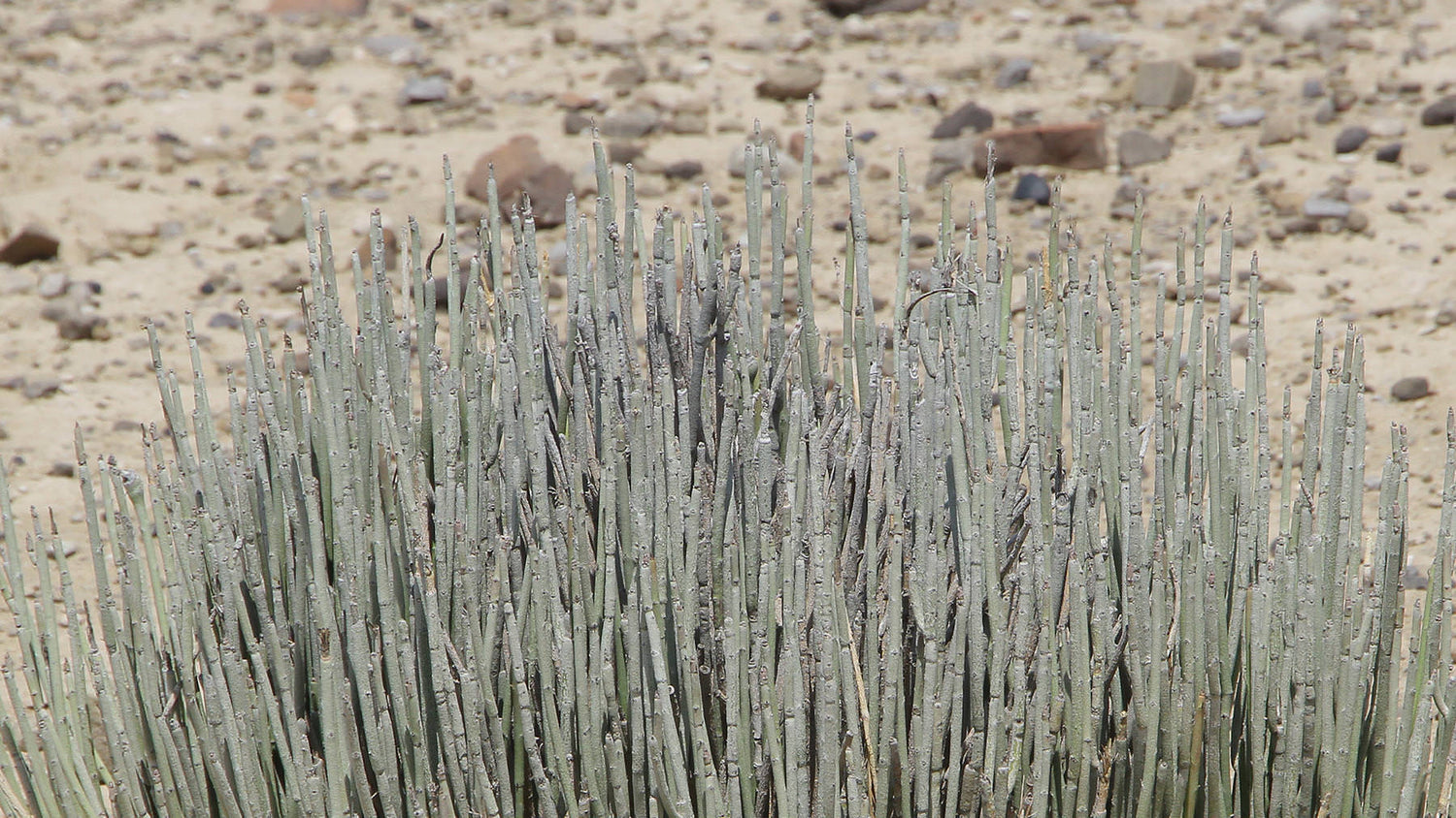 Waxing lyrical on candelilla