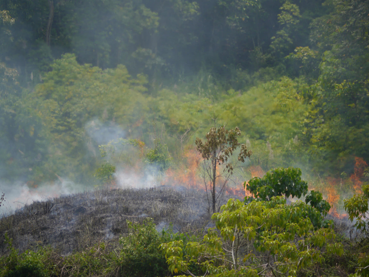 Sumatra's Gayo Permaculture Centre