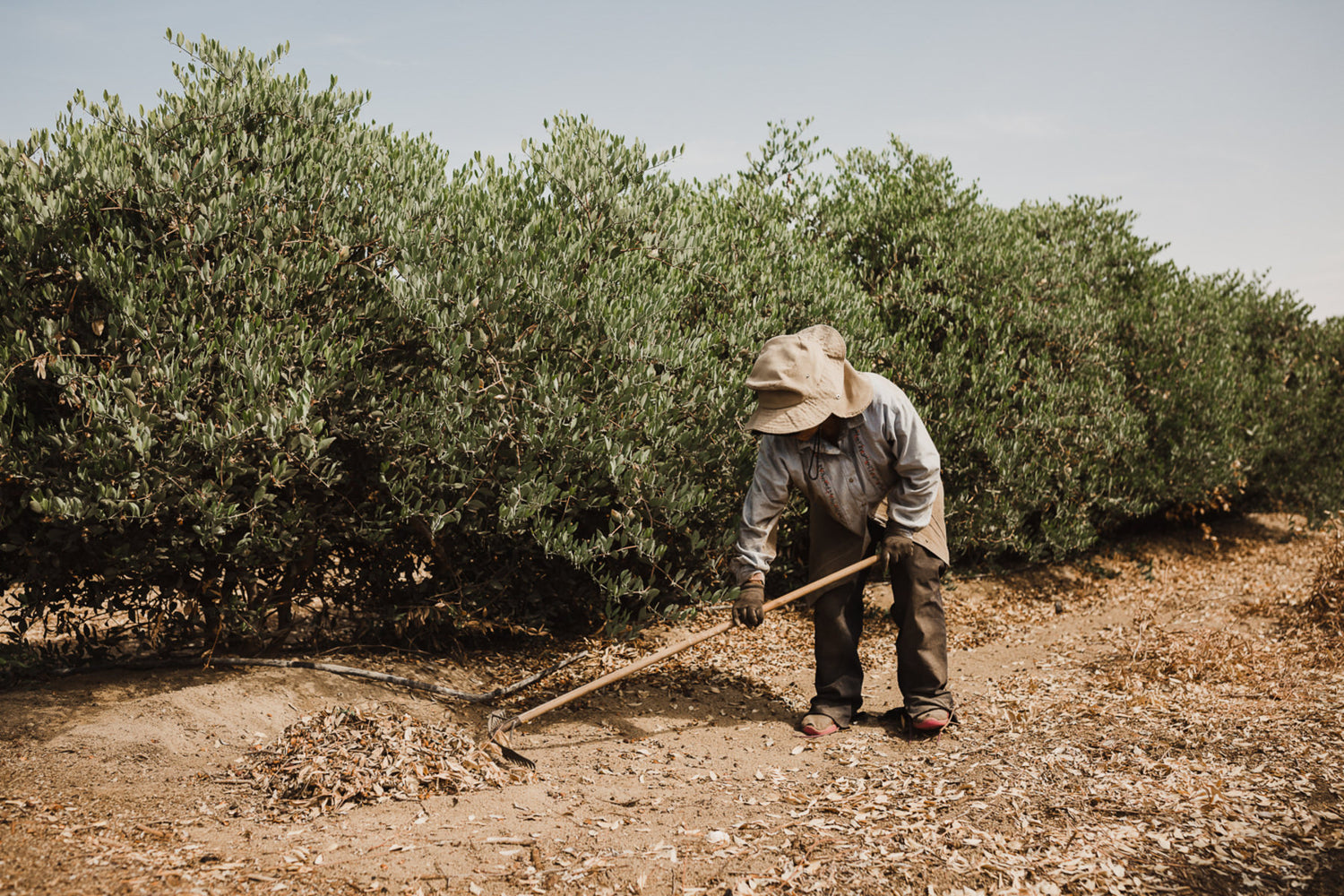 Jojoba oil: The golden wonder