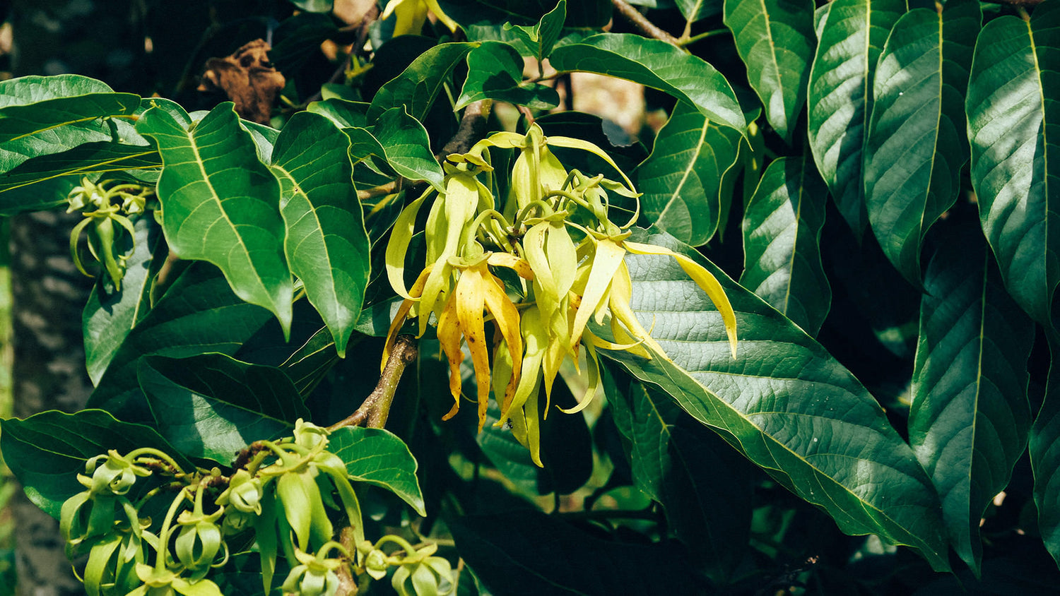 Perfect petals: sourcing ylang ylang