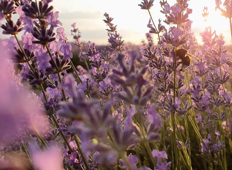 Does lavender help you sleep?