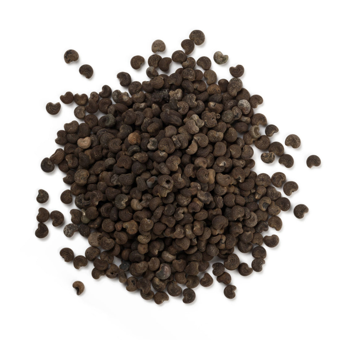 Ambrette Fruits Ambrette Seed Oil – Lush South Africa